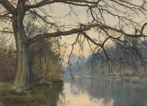 Een grote boom aan een rivier