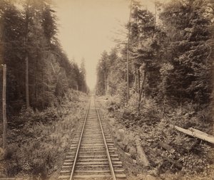 Hemlockbos