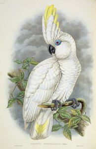 Blauwoogige kaketoe