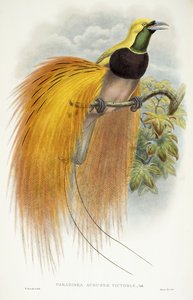 Paradisea Augustae Victoriae
