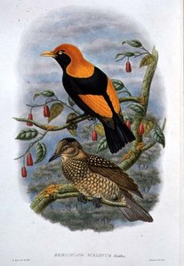 Sericulus Melinus