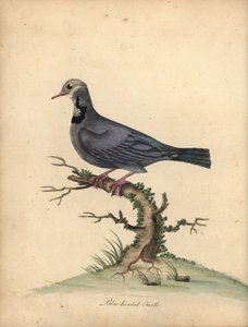 Blauwhoofdkwartelduif, Starnoenas cyanocephala. Bedreigd. Handgekleurde kopergravure van een illustratie door William Hayes uit Portretten van Zeldzame en Curieuze Vogels uit de Menagerie van Osterly Park, Londen