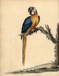 Blauwe en gele ara, Ara ararauna. Handgekleurde kopergravure van een illustratie door William Hayes uit Portretten van Zeldzame en Curieuze Vogels uit de Menagerie van Osterly Park, Londen: Bulmer