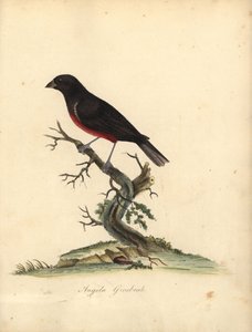 Kastanjebuik zaadvink, Oryzoborus angolensis. Handgekleurde kopergravure van een illustratie door William Hayes uit Portretten van Zeldzame en Curieuze Vogels uit de Menagerie van Osterly Park, Londen door William Hayes