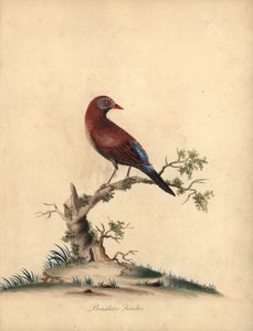 Gewone grenadier, Uraeginthus granatinus, inheems in Afrika. Handgekleurde kopergravure van een illustratie door William Hayes uit Portretten van Zeldzame en Curieuze Vogels uit de Menagerie van Osterly Park, Londen