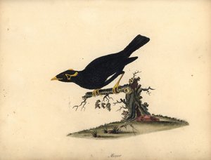 Beo, Gracula religiosa. Handgekleurde kopergravure van een illustratie door William Hayes uit Portretten van Zeldzame en Curieuze Vogels uit de Menagerie van Osterly Park. door William Hayes