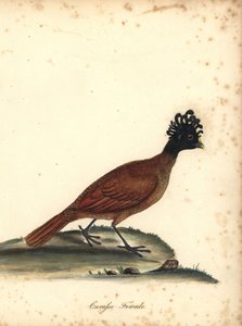 Grote hokko, vrouwtje
