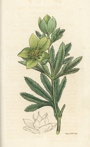 Groene nieskruid, Helleborus viridis door William Hayes