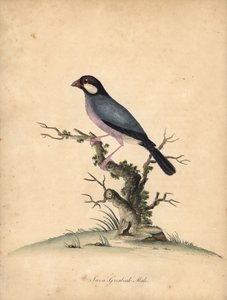 Javaanse mus, Lonchura oryzivora. Handgekleurde kopergravure van een illustratie door William Hayes uit Portretten van zeldzame en curieuze vogels uit de Menagerie van Osterly Park, Londen: Bulmer door William Hayes