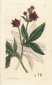 Moerasvijfvingerkruid, Comarum moeras. Handgekleurde kopergravure door James Sowerby uit James Smith