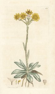 Bergvlooienkruid, Tephroseris integrifolia