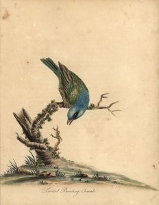 Geelgors, Passerina ciris, vrouwtje. Bijna bedreigd. Handgekleurde kopergravure van een illustratie door William Hayes uit Portretten van Zeldzame en Curieuze Vogels uit de Menagerie van Osterly Park (Londen: Bulmer)