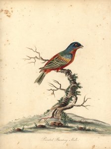 Geelkeelgors, Passerina ciris, mannetje. Bijna bedreigd. Handgekleurde kopergravure van een illustratie door William Hayes uit Portretten van Zeldzame en Curieuze Vogels uit de Menagerie van Osterly Park, Londen door William Hayes