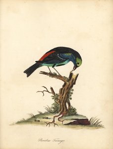 Paradijs tangara