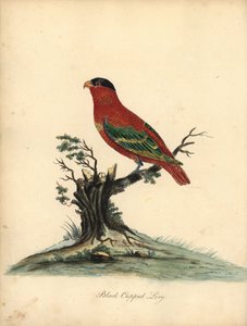 Roodnek lori, Lorius domicella. Bedreigd. Handgekleurde kopergravure van een illustratie door William Hayes uit Portretten van Zeldzame en Curieuze Vogels uit de Menagerie van Osterly Park, Londen