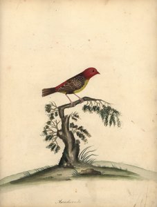 Rode avadavat, Amandava amandava. Handgekleurde kopergravure van een illustratie door William Hayes uit Portretten van Zeldzame en Curieuze Vogels uit de Menagerie van Osterly Park.