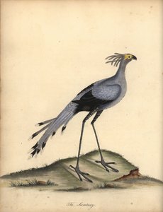 Secretarisvogel, Sagittarius serpentarius. Kwetsbaar. Handgekleurde kopergravure van een illustratie door William Hayes uit Portretten van Zeldzame en Curieuze Vogels uit de Menagerie van Osterly Park.