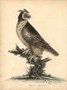 Velduil, Asio flammeus. Handgekleurde kopergravure van een illustratie door William Hayes en zijn dochter M (Matilda) uit Portretten van Zeldzame en Curieuze Vogels uit de Menagerie van Osterly Park, Londen: Bulmer