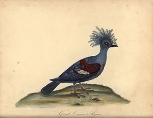Westelijke gekroonde duif, Goura cristata. Kwetsbaar. Handgekleurde kopergravure van een illustratie door William Hayes uit Portretten van Zeldzame en Curieuze Vogels uit de Menagerie van Osterly Park, Londen