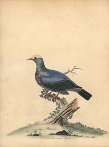 Witgekroonde duif, Patagioenas leucocephala. Bijna bedreigd. Handgekleurde kopergravure van een illustratie door William Hayes uit Portretten van Zeldzame en Curieuze Vogels uit de Menagerie van Osterly Park.