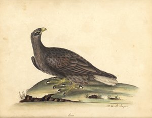 Witte zeearend, Haliaeetus albicilla. Handgekleurde kopergravure van een illustratie door William Hayes en zijn dochter M (Matilda) uit Portretten van Zeldzame en Curieuze Vogels uit de Menagerie van Osterly Park, Londen door William Hayes