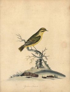 Gele vink door William Hayes