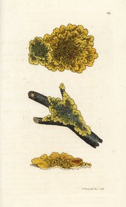 Gele muurkorstmos, Lichen parietinus. Handgekleurde kopergravure door James Sowerby uit James Smith