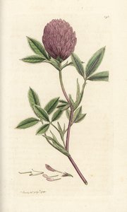 Zigzagklaver of klaver, Trifolium medium (Handgekleurde kopergravure door James Sowerby uit James Smith
