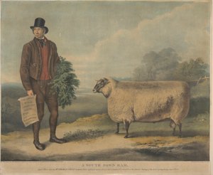 Een South Down Ram; 3 jaar oud, gefokt door de heer Thomas Crisp, Gedgrave Hall, Suffolk, waarvoor een prijs van 30 Severeigns werd toegekend op de jaarlijkse bijeenkomst van de R.A.S. in Cambridge, 15 juli 1840
