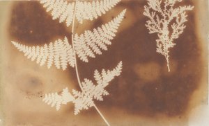 1. Varen. 2. Alga, 1839 door William Henry Fox Talbot