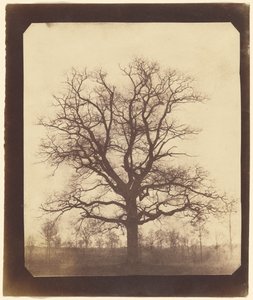 [Een eikenboom in de winter]. door William Henry Fox Talbot