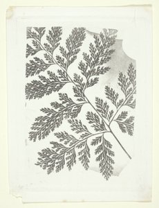Tak van een varen door William Henry Fox Talbot