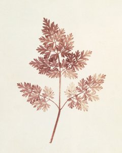 Bladeren, 1843