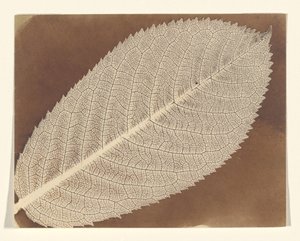  door William Henry Fox Talbot