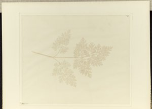 Blad van een plant