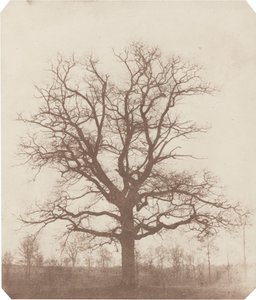 Eik door William Henry Fox Talbot