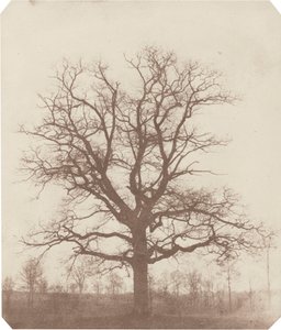 Eikenboom,midden 1840 (foto)