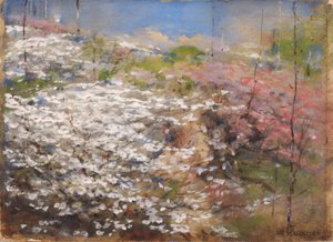 Veld van bloesems