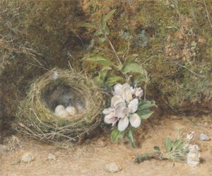 Vogelnest met takken van appelbloesems, c.1845-50 door William Henry Hunt