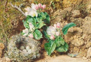 Vogelnest en appelbloesem