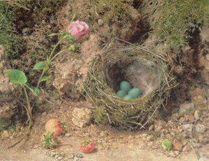 Stilleven met vogelnest
