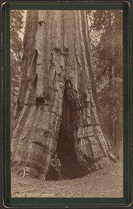 Smiths hut door William Henry Jackson