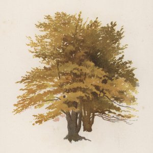 Bomen: De Beuk door William Henry James (after) Boot