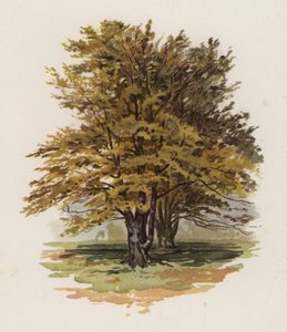 Bomen: De Beuk door William Henry James (after) Boot