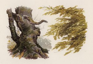 Bomen: De Beuk