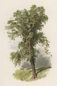 Bomen: De Iep door William Henry James (after) Boot