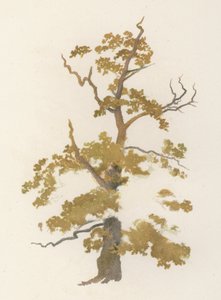 Bomen: De Eik