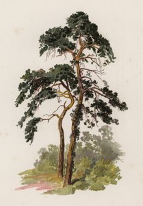 Bomen: De Schotse Den