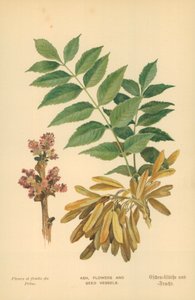 Es, Bloemen en Zaadvaten