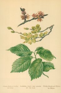Bloemen, fruit en bladeren van de iep door William Henry James Boot